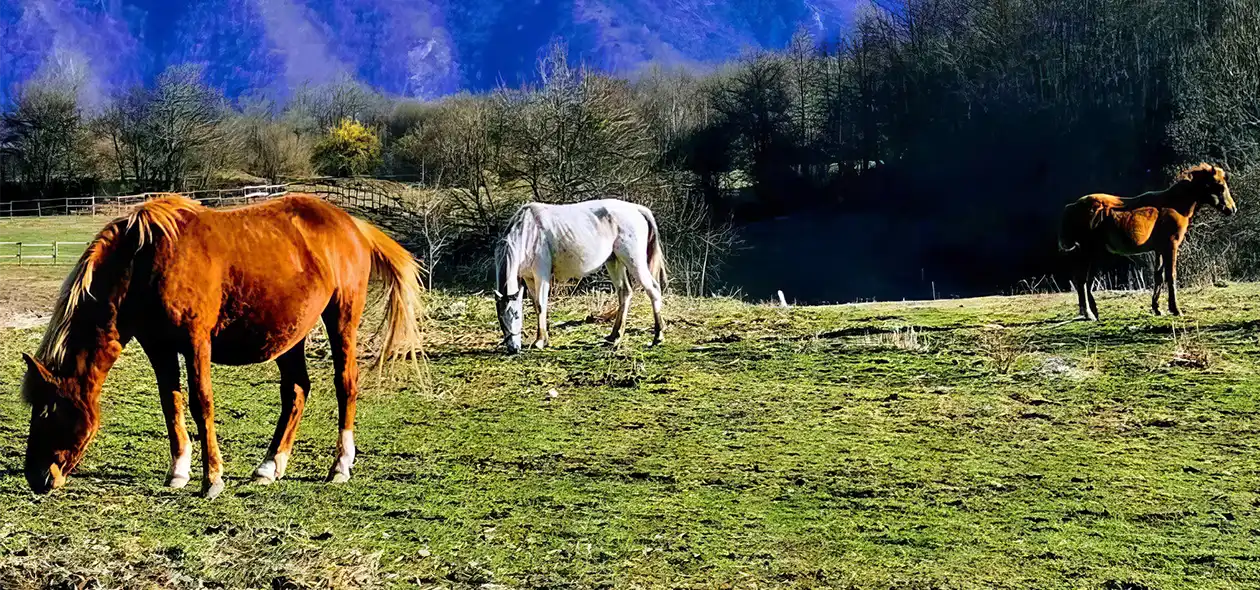 Kanjon Tare sa ergelom konja